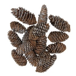 Clayre & Eef Decorative Pinecone Set of 15 Pinecone 7/9 cm Brown