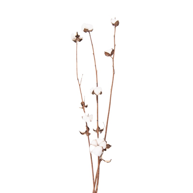 Clayre & Eef Dried Flowers 80 cm  White Brown Dried Flowers