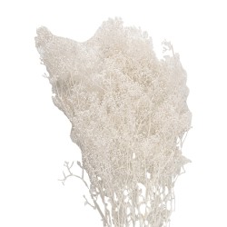 Clayre & Eef Dried Flowers 60 cm White Dried Flowers
