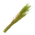 Clayre & Eef Dried Flowers 90 cm Green Dried Flowers