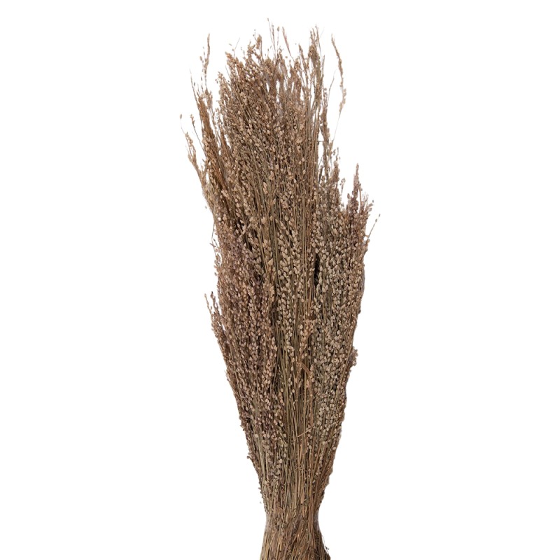 Clayre & Eef Fiori secchi 55 cm Beige Fiori secchi