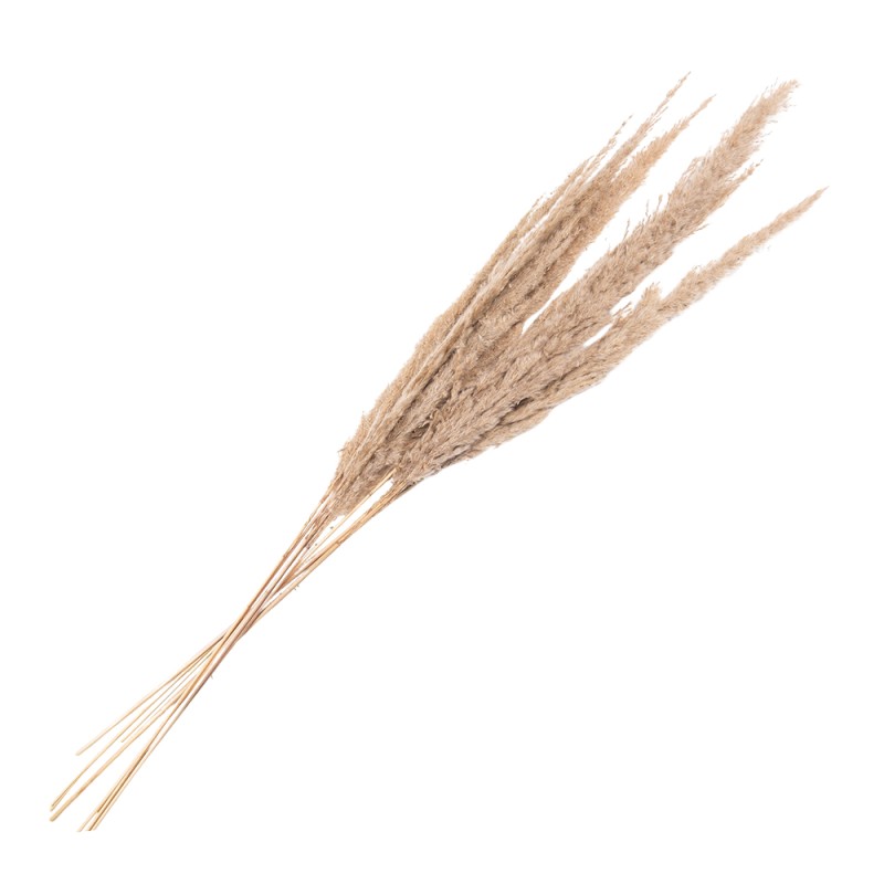 Clayre & Eef Trockenblumen 100 cm Beige Trockenblumen