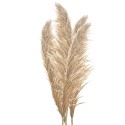 Clayre & Eef Dried Flowers 142 cm Beige Brown Dried Flowers