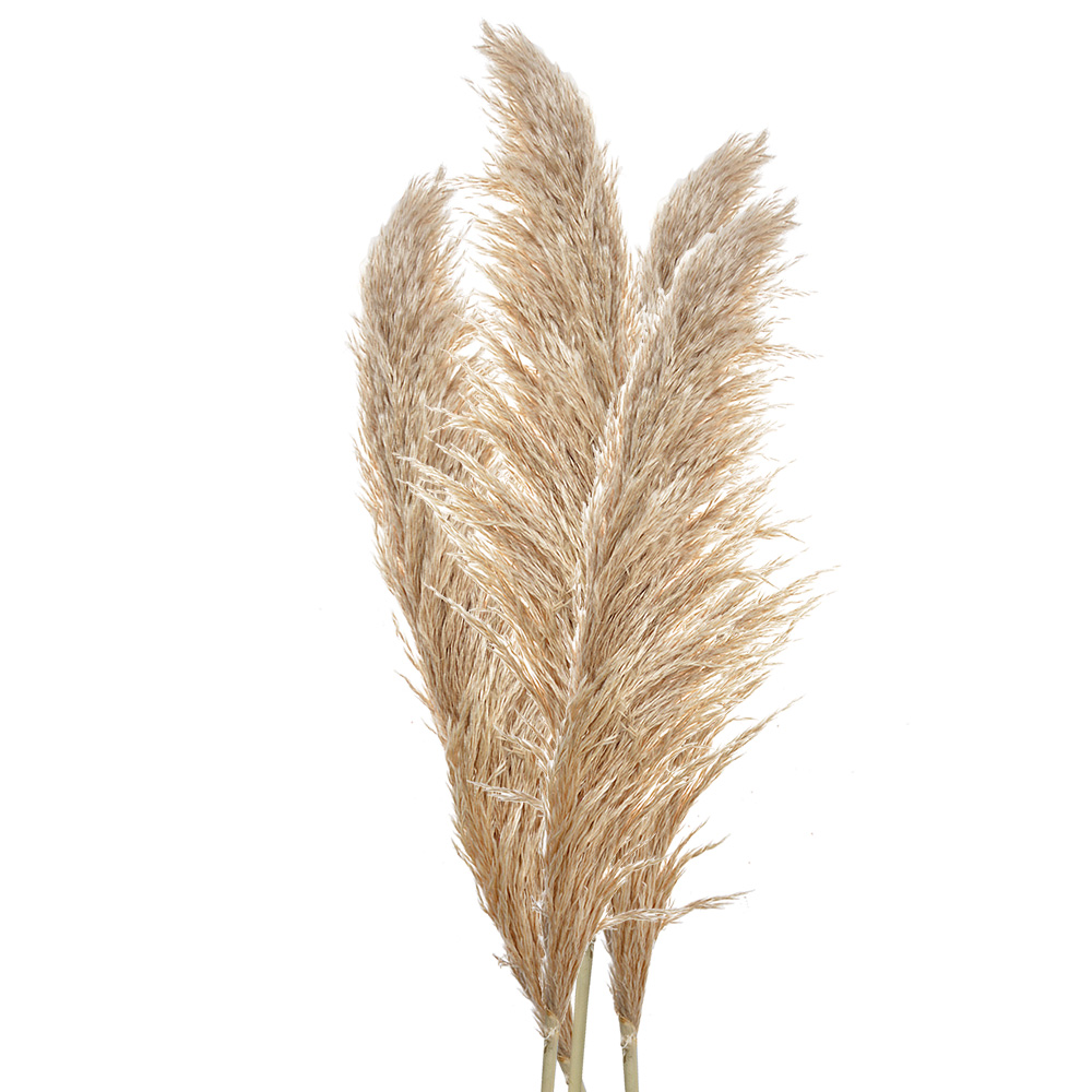 Clayre&Eef Droogbloemen 142 cm Beige Bruin Droogbloemen afbeelding