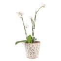 Clayre & Eef Planter Ø 17x16 cm Green Beige Ceramic Flowers