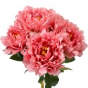 Clayre & Eef Fleur artificielle 40 cm Rose Plastique