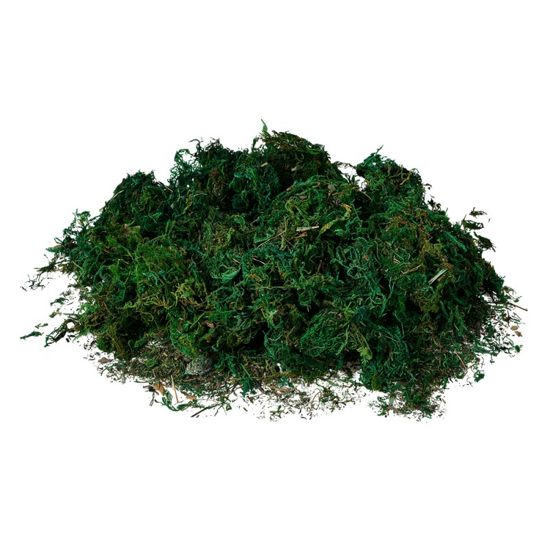 Clayre & Eef Décoration Mousse 40x30 cm Vert Plastique