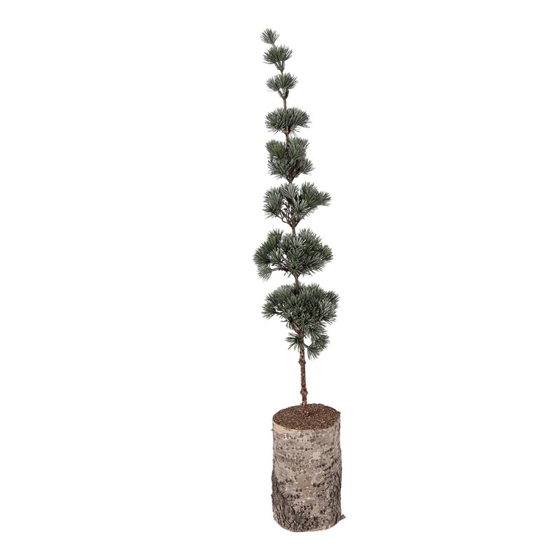 Clayre & Eef Mini Artificial Christmas Tree 15x15x80 cm Green Wood