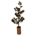 Clayre & Eef Mini Artificial Christmas Tree 23x23x60 cm / 3xAAA Green Wood