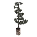 Clayre & Eef Mini Artificial Christmas Tree 28x28x80 cm / 3xAAA Green Wood