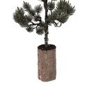 Clayre & Eef Mini Artificial Christmas Tree 28x28x80 cm / 3xAAA Green Wood