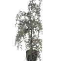 Clayre & Eef Artificial Plant 40x40x85 cm Green Plastic