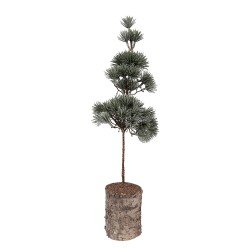 Clayre & Eef Mini Artificial Christmas Tree 14x14x45 cm Green Wood