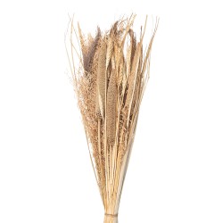 Clayre & Eef Dried Flowers 80 cm Beige Dried Flowers