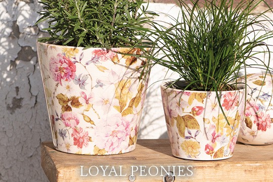 Loyal Peonies