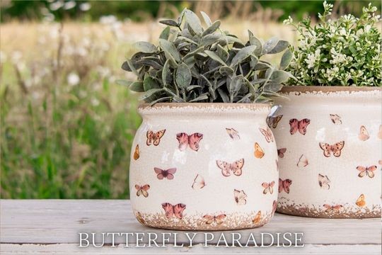 Butterfly Paradise