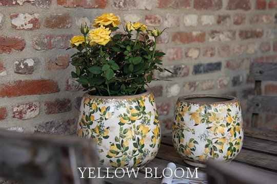 Yellowbloom