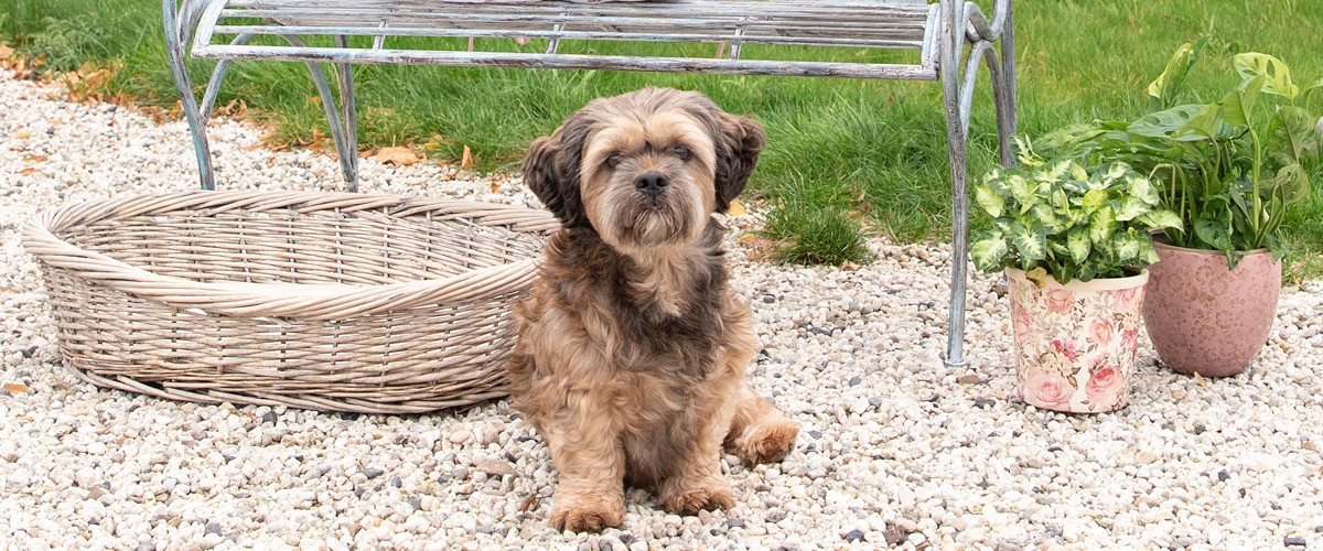 Clayre & Eef honden- en kattenmanden online bestellen bij MilaTonie