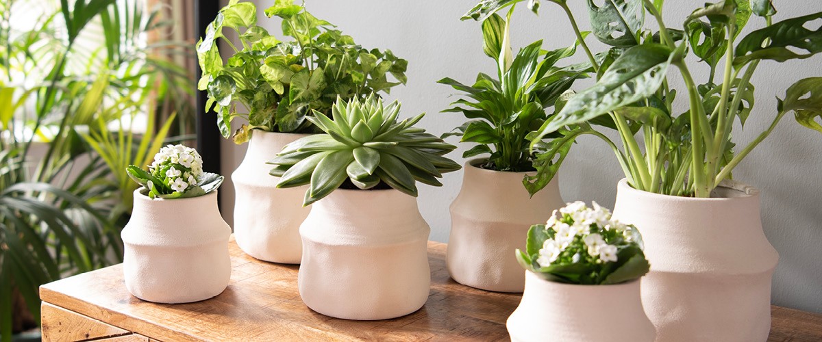 Order Clayre & Eef planters and accessories online at MilaTonie