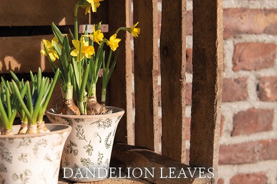 Dandelion Leaves