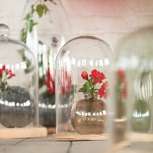 Cloche di vetro con piccoli fiori all'interno.