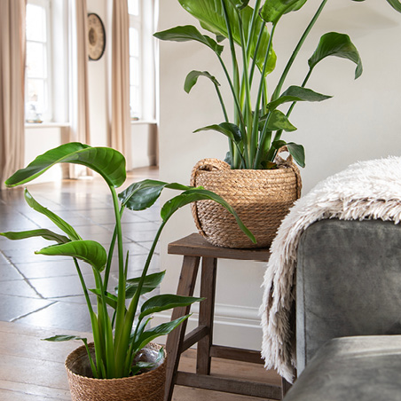 Wicker baskets filled with large green houseplants on a wooden plant table