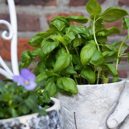 pots de fleurs.
