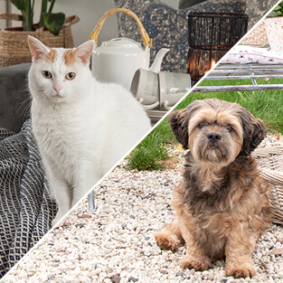 Eine Fotocollage mit zwei Bildern, eines von einem Hund und eines von einer Katze, mit einem darunter liegenden Knopf mit der Aufschrift 'Hunde- und Katzenliebhaber', der auf Geschenke für Hundeliebhaber und Katzenliebhaber hinweist.