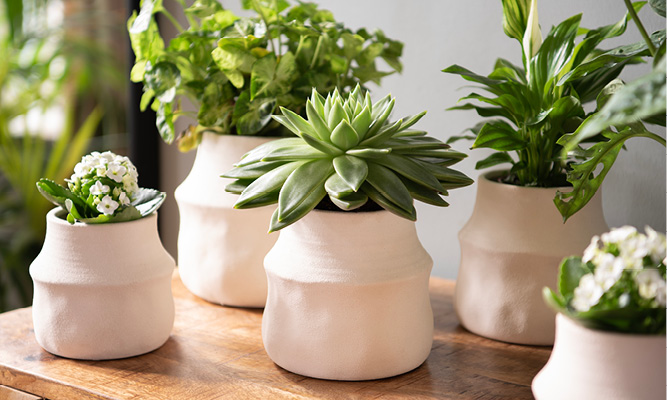 White modern flower pots filled with indoor plants in the shining sun