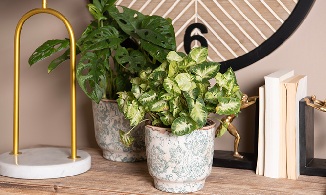 A botanical flower pot with a unique pattern and filled with a green plant