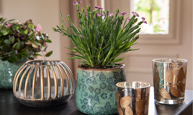 Grüner Blumentopf mit lila Blümchen und gläsernen Teelichthaltern