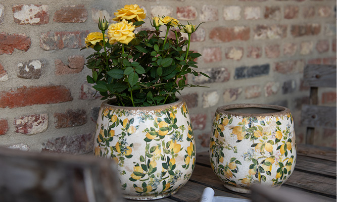 Two rustic flower pots with lemons and yellow roses